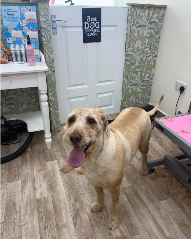 After groom placeholder for dog 1