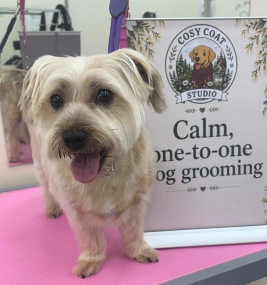 After groom placeholder for dog 2