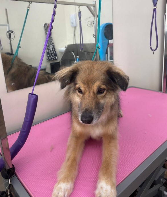 After groom placeholder for dog 3