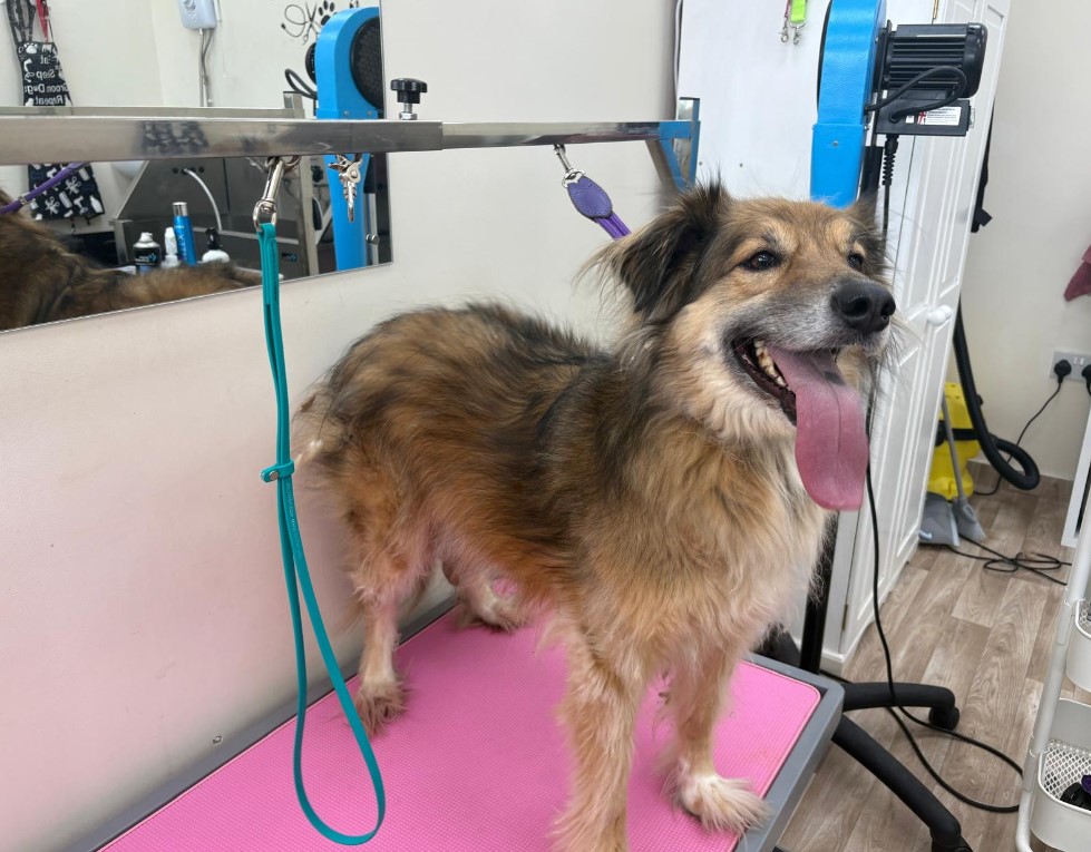 Before groom placeholder for dog 3