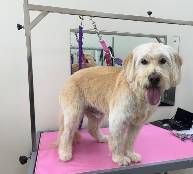 After groom placeholder for dog 4