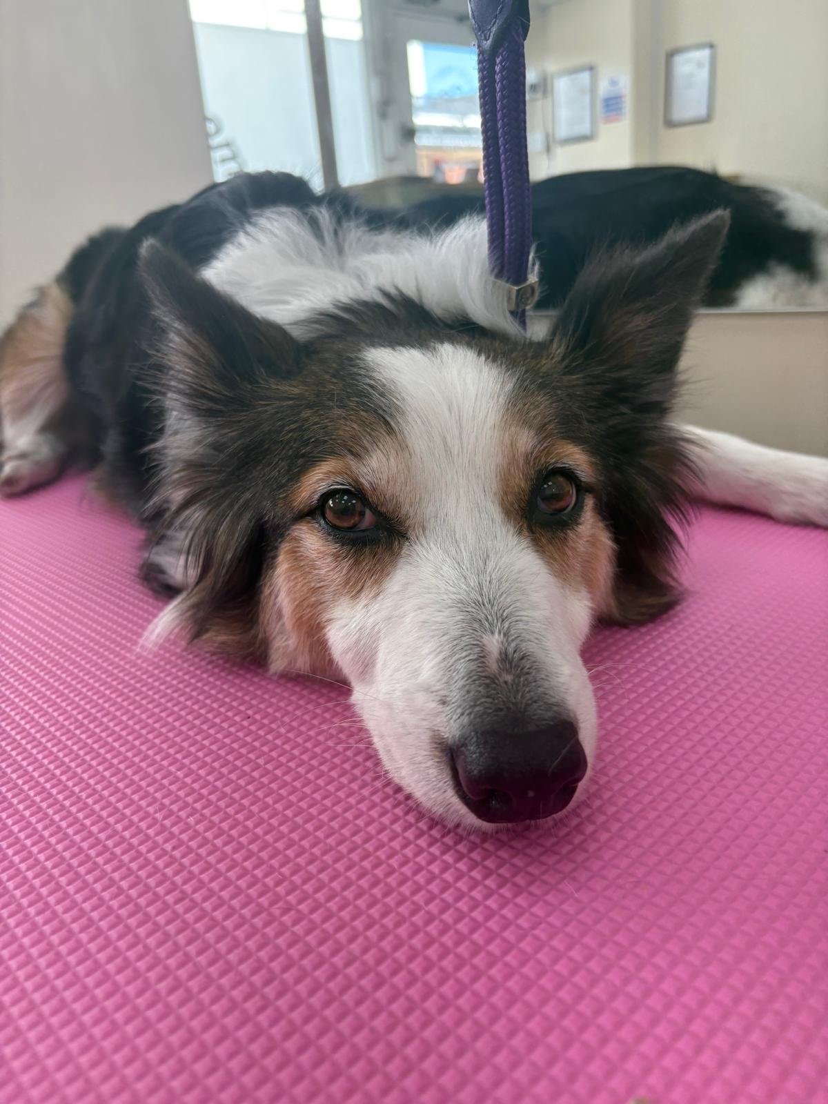 Carly, the older rescue dog from her groom story
