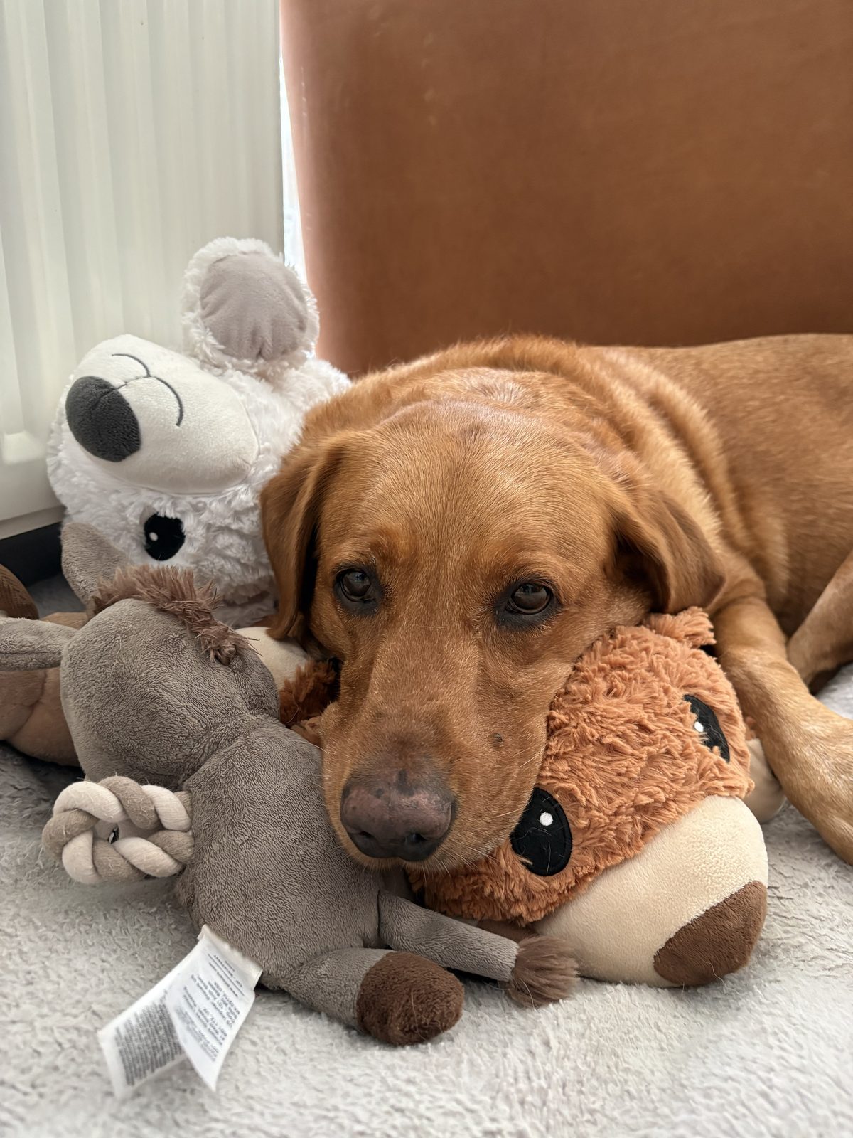 Molly, the dog behind Cosy Coat Studio, resting with her favourite toys