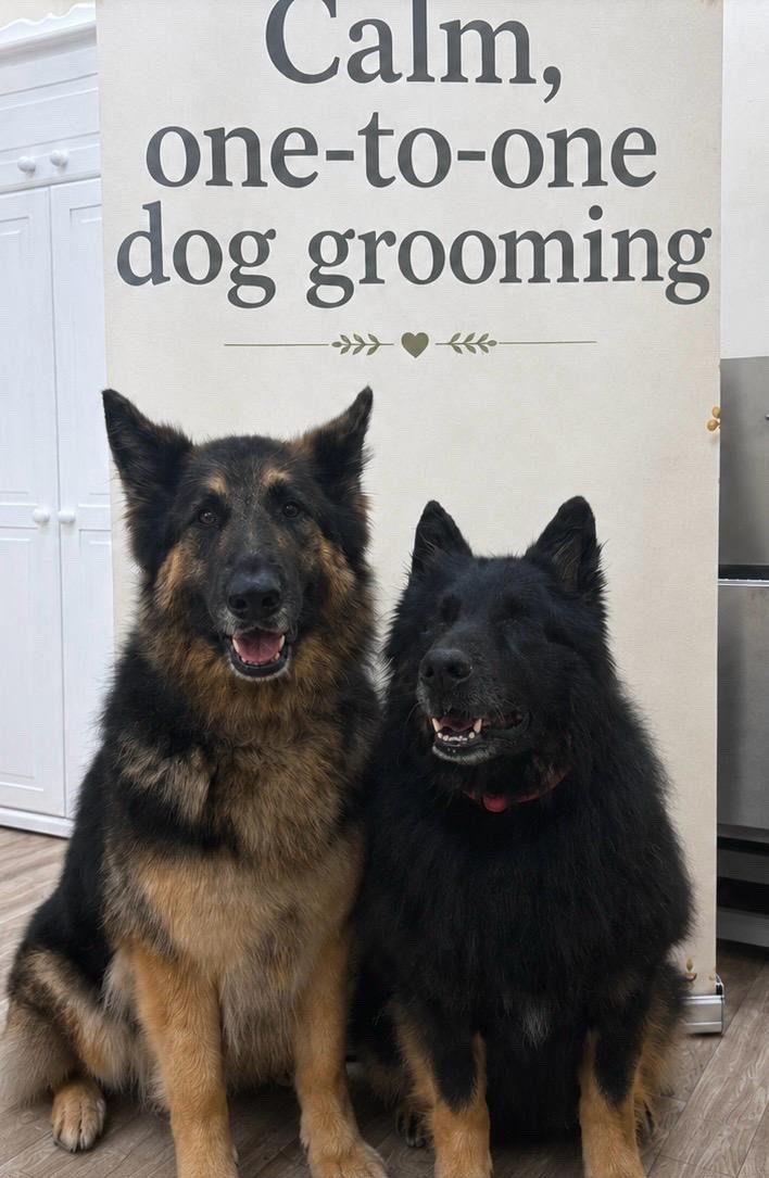 Skye and Scout, two German Shepherds sitting together after their groom, Skye on the left and her smaller brother Scout on the right